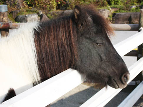 牧歌の里の馬・アート