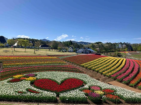 一面に咲き誇る春のチューリップ畑