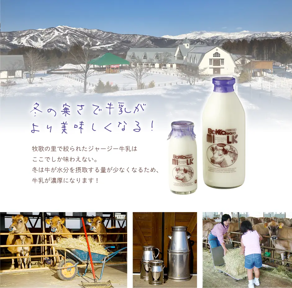 冬の寒さで牛乳がより美味しくなる！牧歌の里で絞られたジャージー牛乳はここでしか味わえない。冬は牛が水分を摂取する量が少なくなるため、牛乳が濃厚になります！